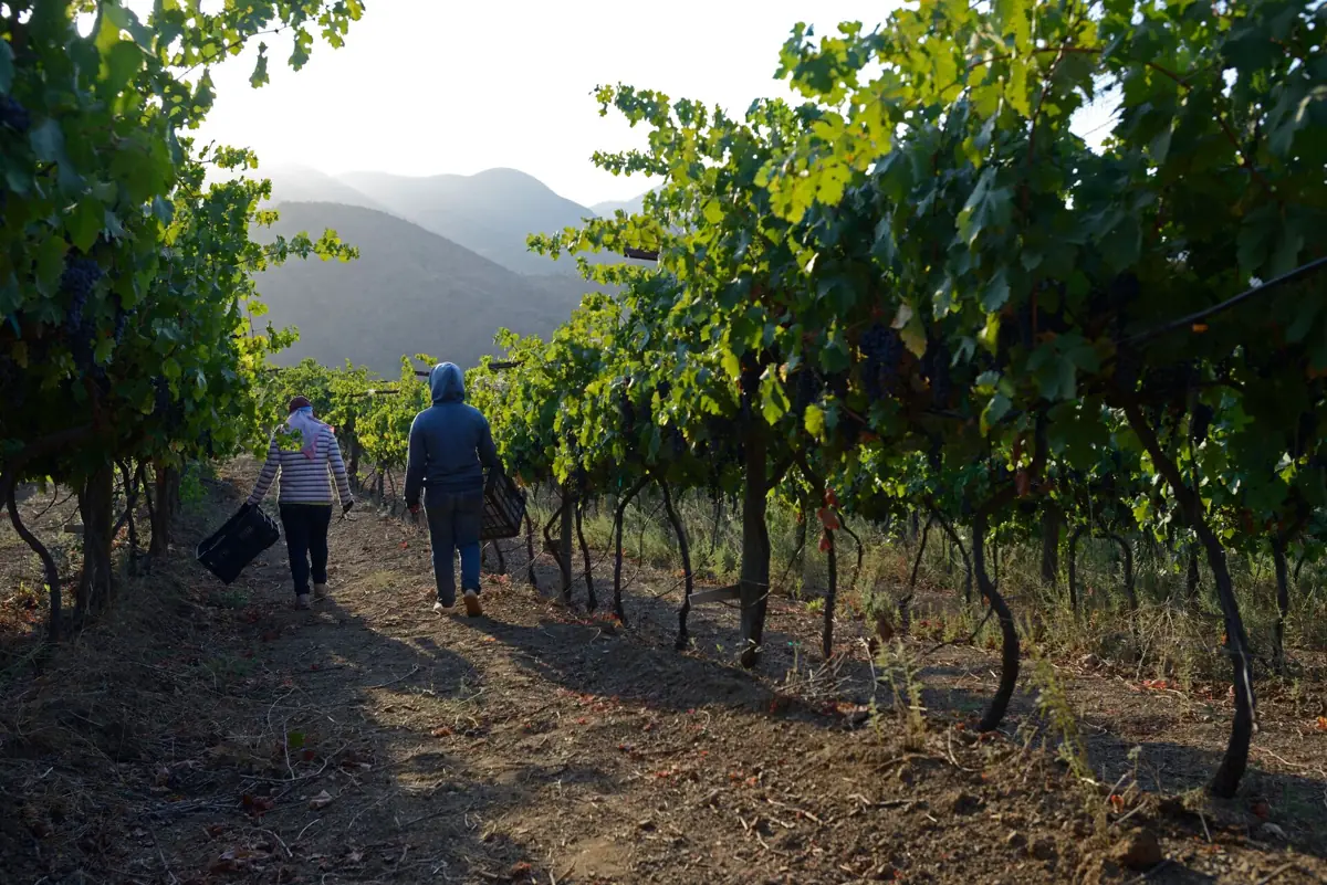 Hileras del viñedo de Dovinto con los cerros al fondo